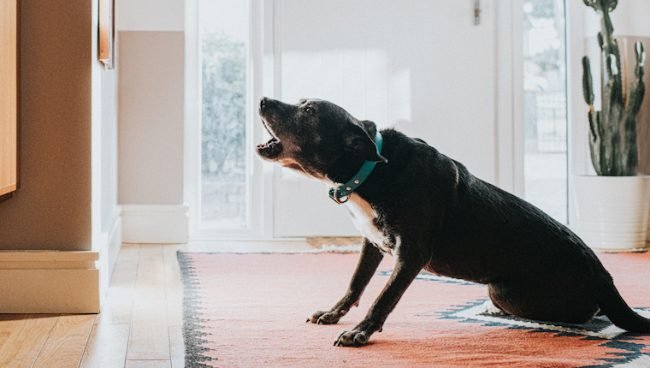 Bark on command