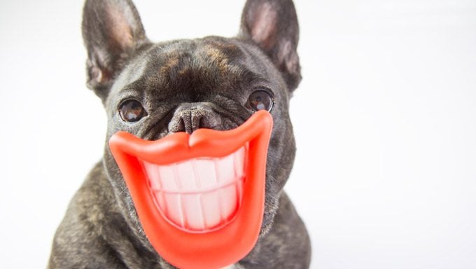 Dogs have healthy teeth