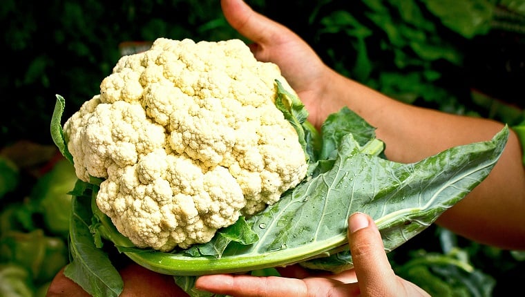 Cutting hand holding cauliflower