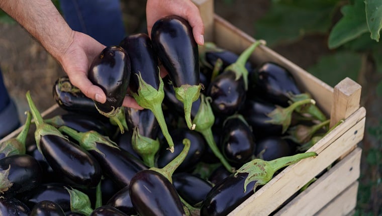The farmer holds an apron with dark blue eggplants freshly plucked from the garden. Concept of agriculture, organic products, clean eating, ecological production. Features