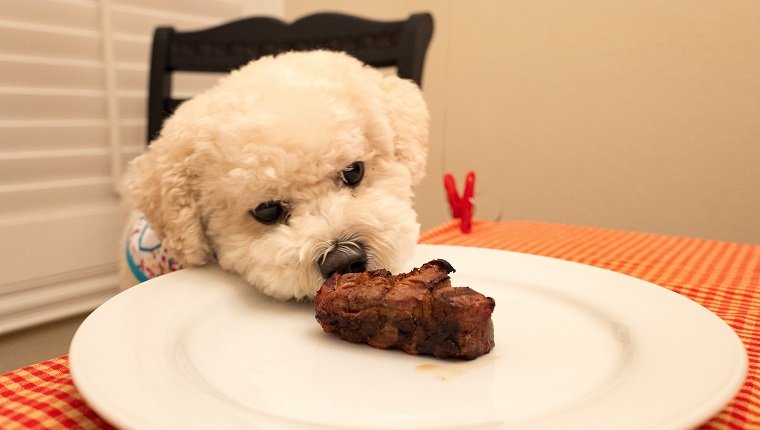 Close-up of adorable domestic Bichon Frize dog wearing a bib, sitting in a chair, eating mostly grilled steak on a white plate on a table with a red tablecloth on April 24, 2017.