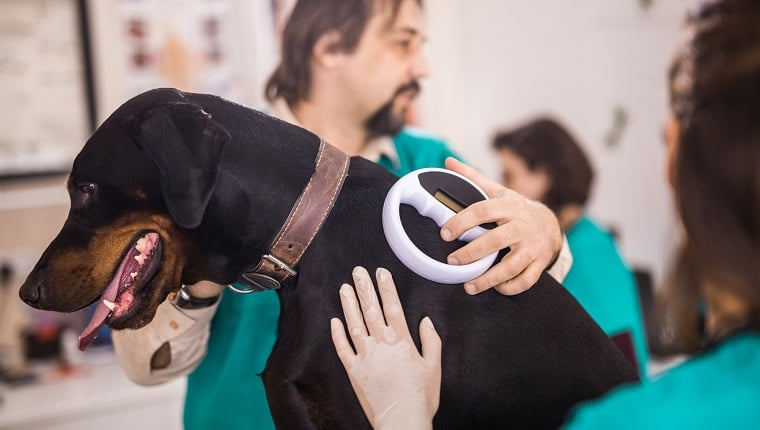 Veterinarians cooperate while scanning the dog's chip at the veterinarian's office.