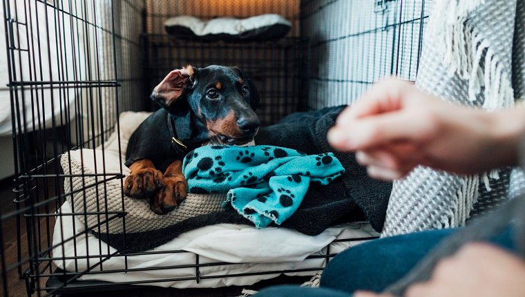 Doberman puppy lying in bed in a kennel in the morning. It is located in the northeast of England. It is being released.