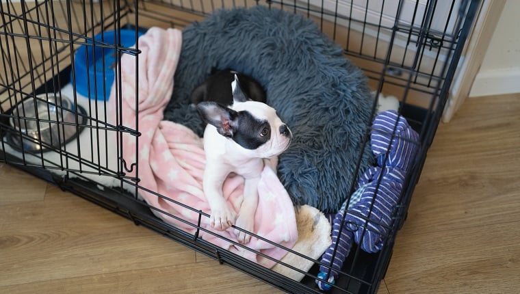 Boston Terrier puppies are kept in a cage with the door open in the crate. Her bed and blanket, as well as toys and bowls, can be seen in the cage.