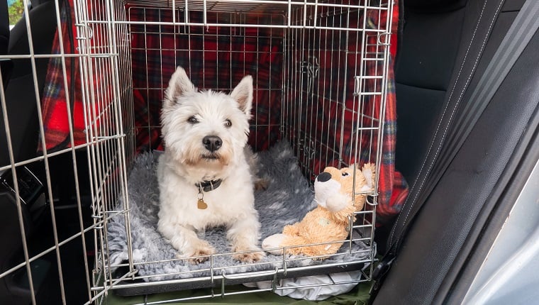 A West Highland white terrier, a family pet lying in her open crate, ready to travel by car. She happily waited for the departure and didn't want to miss the outing. Her pet collar has a heart-shaped tag on it. The beloved dog lies on a gray and white woolen blanket with one of her favorite toys next to it. The wire box provided her with a safe space during the trip. It was covered with a red tartan blanket that made her feel safe and comfortable.