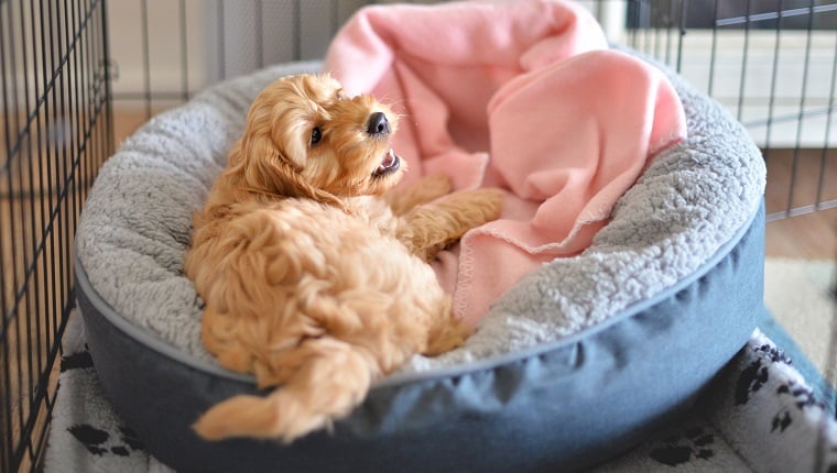 Cockapoo or Spoodle puppy crate training