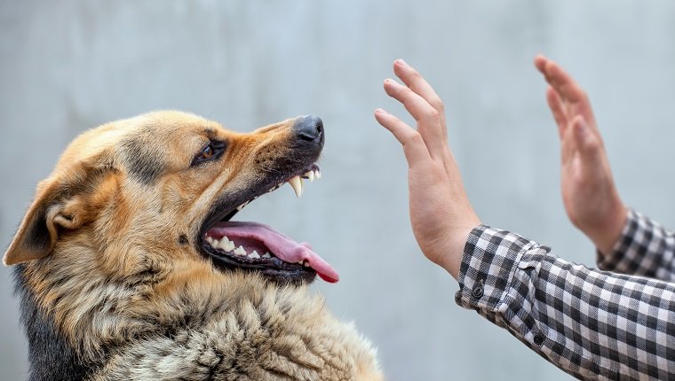 A male German Shepherd bit a man with his hand.