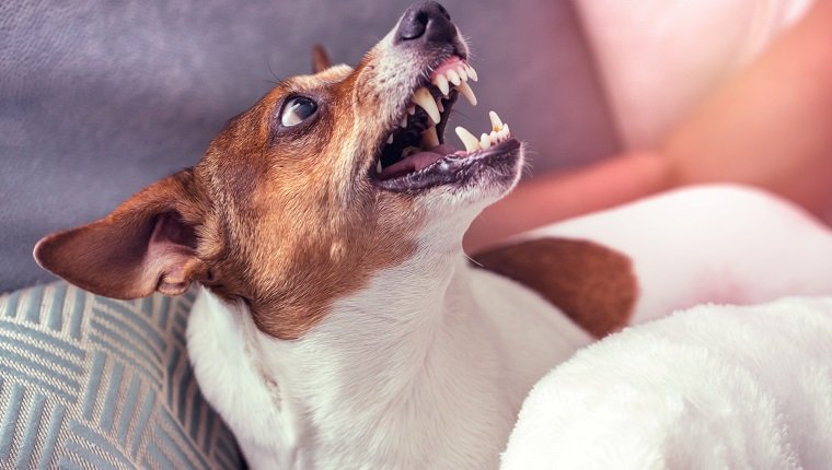 Dog Jack Russell Terrier smiled in response to the threat of the man in the apartment