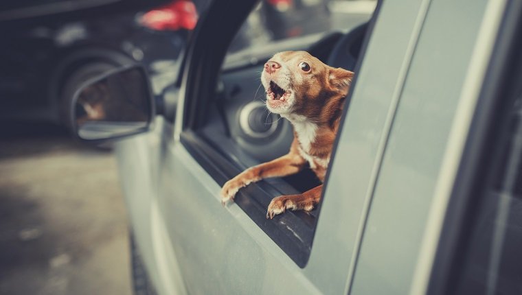 Puppy looking at parking area and barking from the car window, vintage filter effect