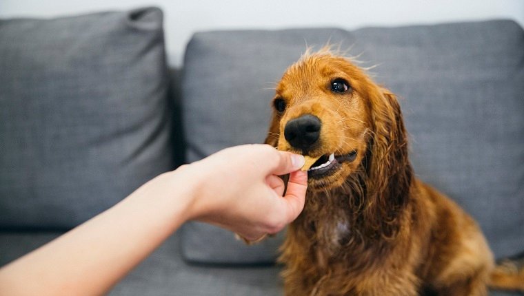 A red cocker spaniel is sitting on a gray couch indoors. He took a bite of the snack from his unrecognizable owner.