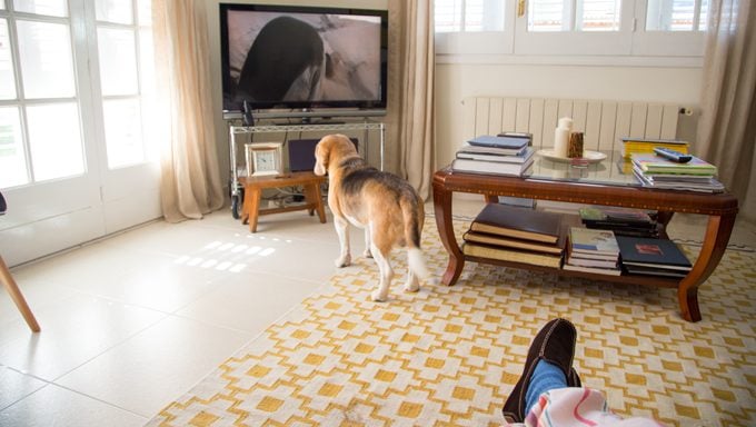 Dogs watching TV can be frightened