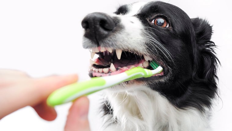 A dog brushing its teeth. This photo is a unique photo of veterinary advertising and dog care products