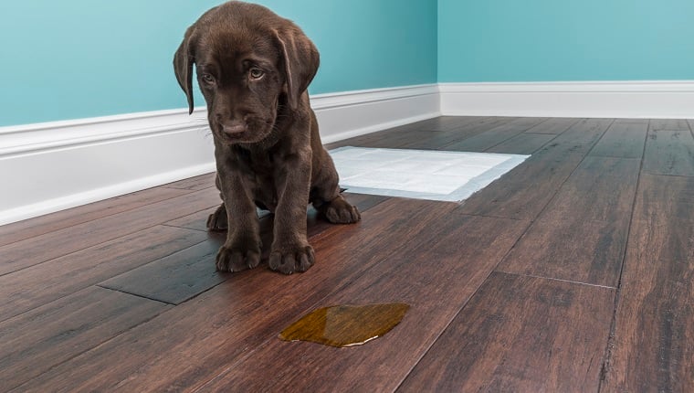 A distraught, 8-week-old chocolate Labrador retriever sits next to a urine pit on a hardwood floor as they miss the training mat behind them. Anyone who has ever owned a puppy knows that the process of demolishing a puppy can be difficult.