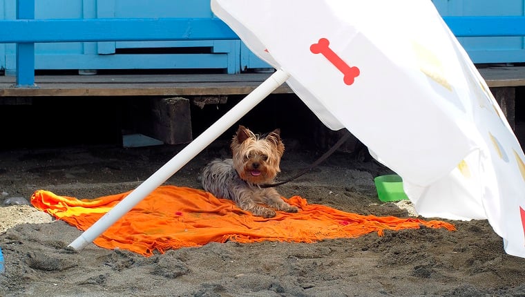 Yorkshire Terrier in the shade of a tree