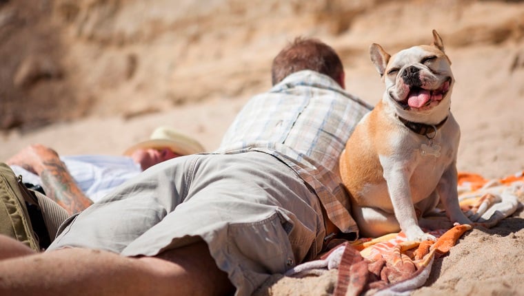 男人在沙滩上和狗一起放松
