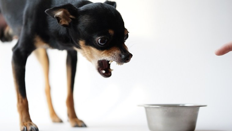 Angry little black dog of toy terrier breed protecting his food in a metal bowl on white background.