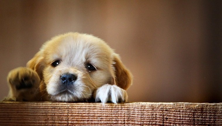 Close-up portrait of a puppy