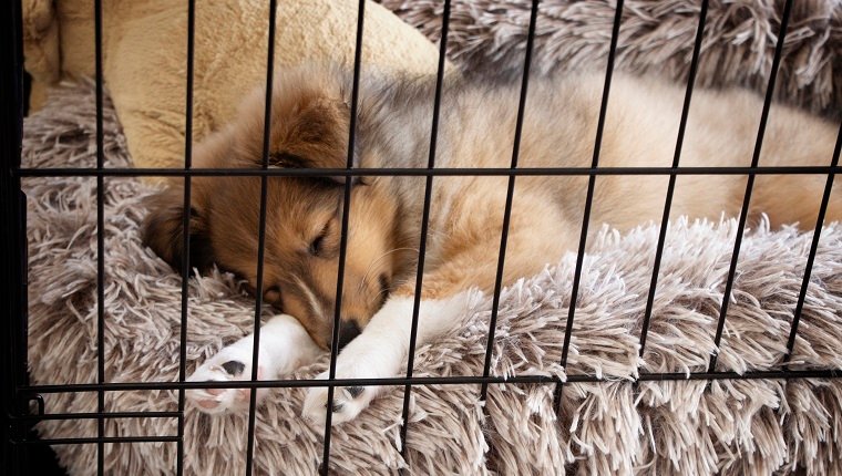 Crate training puppies. Sheltie slept in a fluffy, warm bed. Winter concept