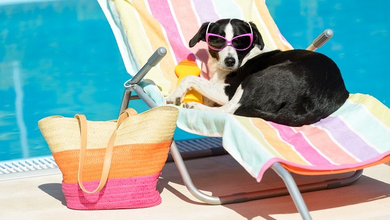 Funny sunbathing in sunglasses during summer vacation. Pets relaxing in hammocks in the pool.