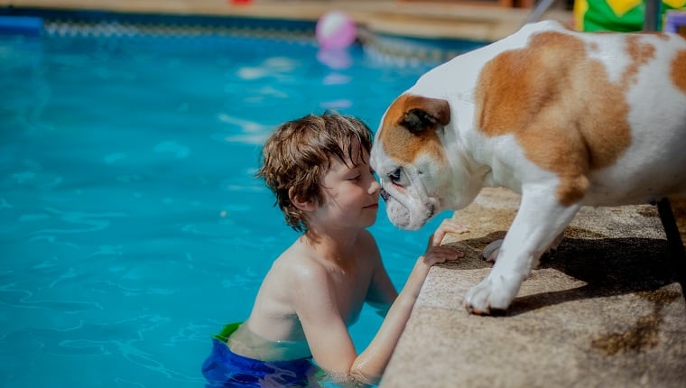 泳池边的男孩和英国斗牛犬