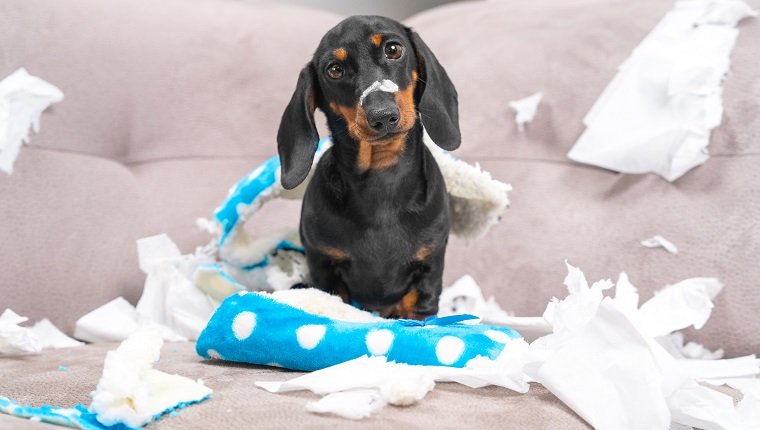 The messy dachshund puppy was left alone at home and began to mess up. Pets tear furniture and bite the owner's slippers. The baby dog sits in a mess, nibbling on clothes, looking pitiful.